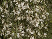 Retama monosperma 8, Saxifraga-Willem van Kruijsbergen