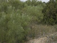 Retama monosperma 9, Saxifraga-Willem van Kruijsbergen