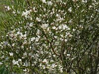 Retama raetam 3, Saxifraga-Hans Grotenhuis