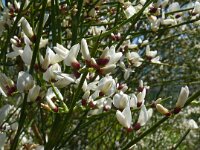 Retama raetam 4, Saxifraga-Hans Grotenhuis