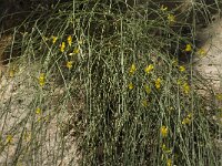 Retama sphaerocarpa 10, Saxifraga-Jan van der Straaten