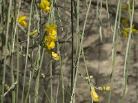 Retama sphaerocarpa 12, Saxifraga-Jan van der Straaten