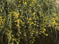 Retama sphaerocarpa 14, Saxifraga-Jan van der Straaten