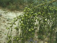 Retama sphaerocarpa 17, Saxifraga-Jan van der Straaten