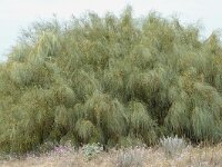 Retama sphaerocarpa 2, Saxifraga-Jan van der Straaten