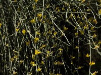 Retama sphaerocarpa 7, Saxifraga-Jan van der Straaten