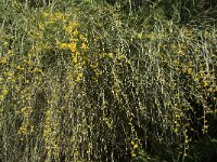 Retama sphaerocarpa 8, Saxifraga-Jan van der Straaten
