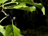 Rhamnus alaternus 12, Wegedoorn, Saxifraga-Jan van der Straaten