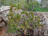 Rhamnus alaternus 17, Wegedoorn, Saxifraga-Ed Stikvoort