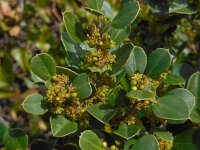 Rhamnus alaternus 19, Wegedoorn, Saxifraga-Ed Stikvoort