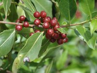 Rhamnus alaternus 2, Wegedoorn, Saxifraga-Jan van der Straaten