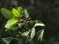Rhamnus alaternus 8, Wegedoorn, Saxifraga-Jan van der Straaten
