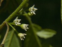 Rhamnus frangula 13, Sporkehout, Saxifraga-Jan van der Straaten