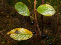 Rhamnus frangula 19, Sporkehout, Saxifraga-Rutger Barendse