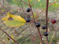 Rhamnus frangula 20, Sporkehout, Saxifraga-Rutger Barendse