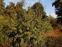 Rhamnus frangula 28, Sporkehout, Saxifraga-Ed Stikvoort