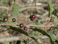 Rhamnus frangula 38, Sporkehout, Saxifraga-Willem van Kruijsbergen