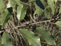 Rhamnus frangula 39, Sporkehout, Saxifraga-Willem van Kruijsbergen