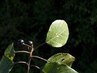 Rhamnus frangula 4, Sporkehout, Saxifraga-Jan van der Straaten