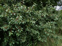 Rhamnus frangula 40, Sporkehout, Saxifraga-Ed Stikvoort : A900
