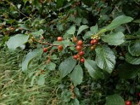 Rhamnus frangula 41, Sporkehout, Saxifraga-Ed Stikvoort : A900