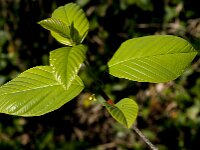 Rhamnus frangula 42, Sporkehout, Saxifraga-Jan van der Straaten