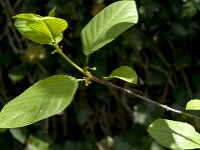 Rhamnus frangula 43, Sporkehout, Saxifraga-Jan van der Straaten