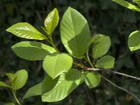 Rhamnus frangula 44, Sporkehout, Saxifraga-Jan van der Straaten