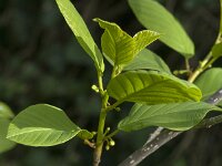 Rhamnus frangula 45, Sporkehout, Saxifraga-Jan van der Straaten