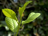 Rhamnus frangula 46, Sporkehout, Saxifraga-Jan van der Straaten