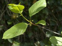 Rhamnus frangula 47, Sporkehout, Saxifraga-Jan van der Straaten
