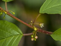 Rhamnus frangula 48, Sporkehout, Saxifraga-Jan van der Straaten