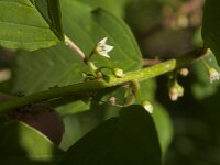 Rhamnus frangula 49, Sporkehout, Saxifraga-Jan van der Straaten