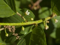 Rhamnus frangula 50, Sporkehout, Saxifraga-Jan van der Straaten