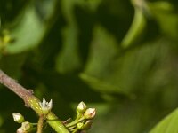 Rhamnus frangula 51, Sporkehout, Saxifraga-Jan van der Straaten