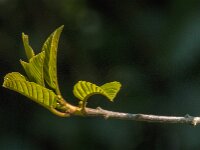 Rhamnus frangula 52, Sporkehout, Saxifraga-Jan van der Straaten