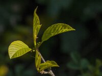 Rhamnus frangula 53, Sporkehout, Saxifraga-Jan van der Straaten