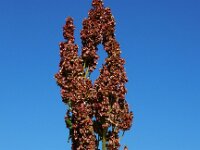 Rheum x rhabarbarum 2, Tuinrabarber, Saxifraga-Ed Stikvoort