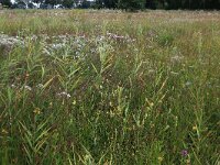 Rhinanthus angustifolius 46, Grote ratelaar, Saxifraga-Hans Boll