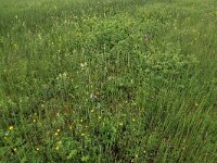 Rhinanthus angustifolius 52, Grote ratelaar, Saxifraga-Hans Boll