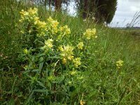 Rhinanthus angustifolius 66, Grote ratelaar, Saxifraga-Ed Stikvoort