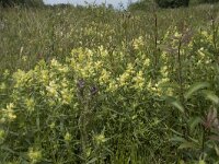 Rhinanthus angustifolius 88, Grote ratelaar, Saxifraga-Willem van Kruijsbergen