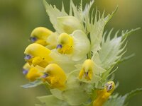 Rhinanthus angustifolius 96, Grote ratelaar, Saxifraga-Jan Nijendijk