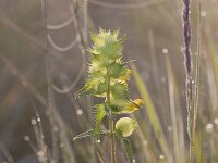Rhinanthus angustifolius 98, Grote ratelaar, Saxifraga-Jan Nijendijk