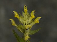 Rhinanthus glacialis 3, Saxifraga-Willem van Kruijsbergen
