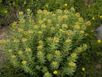 Rhodiola rosea 11, Saxifraga-Willem van Kruijsbergen