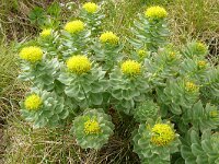 Rhodiola rosea, 26, Saxifraga-Hans Grotenhuis