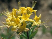 Rhododendron luteum 7, Saxifraga-Jan van der Straaten