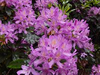 Rhododendron ponticum 3, Pontische rododendron, Saxifraga-Ed Stikvoort