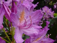 Rhododendron ponticum 4, Pontische rododendron, Saxifraga-Ed Stikvoort